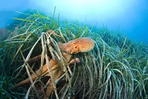 Protostomia: Common Octopus (Octopus vulgaris) in dea grass