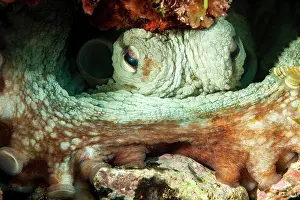 Access: Common octopus (Octopus vulgaris) hides blocks a