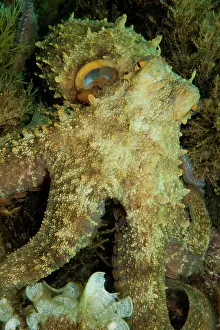 Balearic: Common Octopus (Octopus vulgaris) looking directly