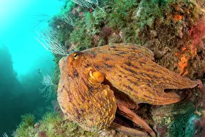 Octopoda: Common octopus (Octopus vulgaris), in the Marine