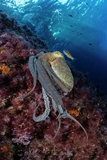 Campania: Common octopus (Octopus vulgaris), Marine Protec