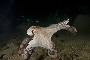 Octopoda: Common Octopus (Octopus vulgaris) moving between