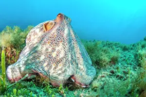 Octopoda: Common octopus (Octopus vulgaris), in Port-Cros