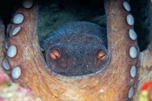 Campania: Common octopus (Octopus vulgaris) protecting egg