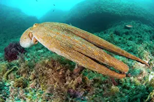 Octopoda: Common octopus (Octopus vulgaris), running away