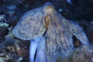 Octopus: Common Octopus (Octopus vulgaris), Sea Lion Dive