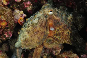 Octopus: Common Octopus (Octopus vulgaris), Sea Lion Dive