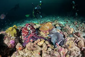Competitions: Common octopus (Octopus vulgaris) against whitetip
