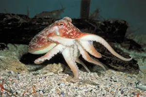 Octopuses: Common OCTOPUS - on seabed