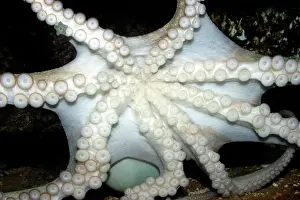 Octopuses: Common Octopus - showing underside, suckers and tentacles