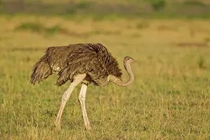 Struthionidae: Common Ostrich