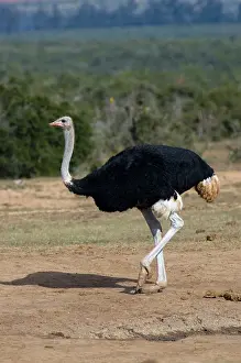Common Ostrich - Male approaching waterhole