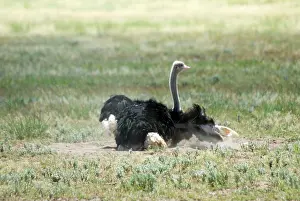 Ostrichs: Common Ostrich - Male dust bathing