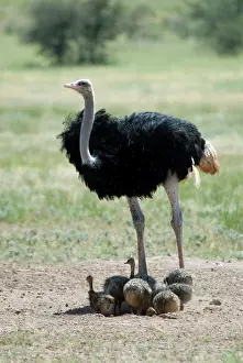Shading: Common Ostrich - Male shading chicks