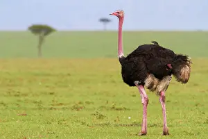 Struthio: Common ostrich (Struthio camelus), cock, Masai Mara