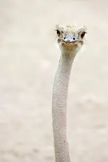 Ostrich: Common ostrich (Struthio camelus), captive, animal