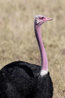 Ostrich: Common ostrich (Struthio camelus), cock, Serenge