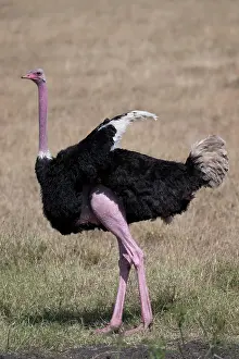 Ostrich: Common ostrich (Struthio camelus), cock, Serenge
