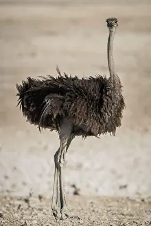 Unable: Common ostrich (Struthio camelus), female, Etosha