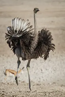Unable: Common ostrich (Struthio camelus), female, Etosha