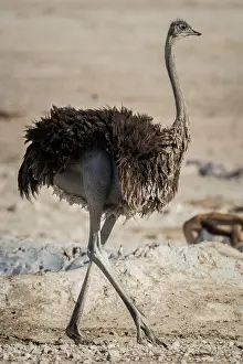 Struthio: Common ostrich (Struthio camelus), female, Etosha