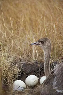 Hatcheries: Common Ostrich (Struthio camelus), female at nest