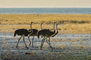 Struthio: Common ostrich (Struthio camelus), group, Etosha
