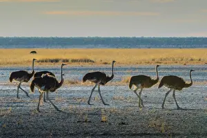 Struthio: Common ostrich (Struthio camelus), group, Etosha