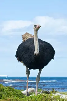Struthio: Common Ostrich (Struthio camelus), male, Cape of