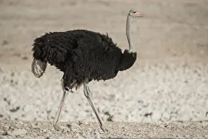 Struthio: Common ostrich (Struthio camelus), male, Etosha