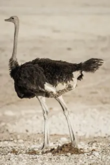 Struthio: Common ostrich (Struthio camelus), male, Etosha