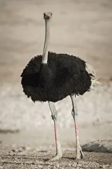 Struthio: Common ostrich (Struthio camelus), male, Etosha