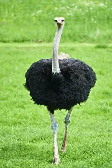 Struthio: Common ostrich (Struthio camelus) on a meadow, Bavaria