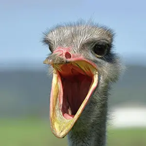 Wide: Common ostrich (Struthio camelus), portrait, with