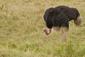 Ostrich: Common Ostrich (Struthio carnelus), male, Kenya