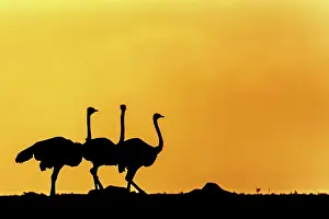 Moring: Common Ostriches silhouetted at sunrise Masai Mara