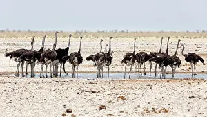 Ostrich: Common ostriches (Struthio camelus), Etosha, Namibia