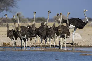 Ostrich: Common ostriches (Struthio camelus), animal group