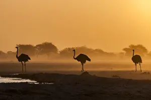 Ostrich: Common ostriches (Struthio camelus), three animals