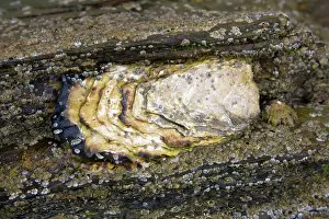 Edulis: Common Oyster - individual exposed at low tide