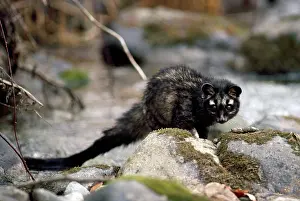 Civet: Common Palm Civet / Toddy Cat