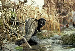 Civet: Common Palm Civet / Toddy Cat