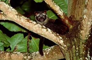 Civet: Common Palm Civet - In tree