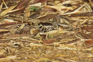 Hidden: Common Paraque (Nyctidromus albicollis)