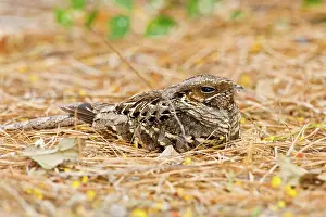Sucker: Common Paraque (Nyctidromus albicollis)