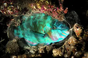 Nights: Common parrotfish (Scarus psittacus) in its night