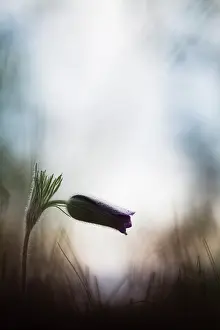 Pasque: Common pasque flower