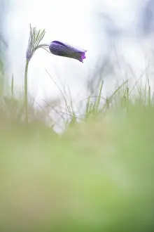 Pasque: Common pasque flower