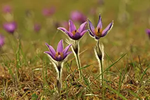 Pasque: Common Pasque Flower / Pasqueflower / Dane's Blood