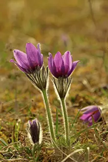 Pasque: Common Pasque Flower / Pasqueflower / Dane's Blood